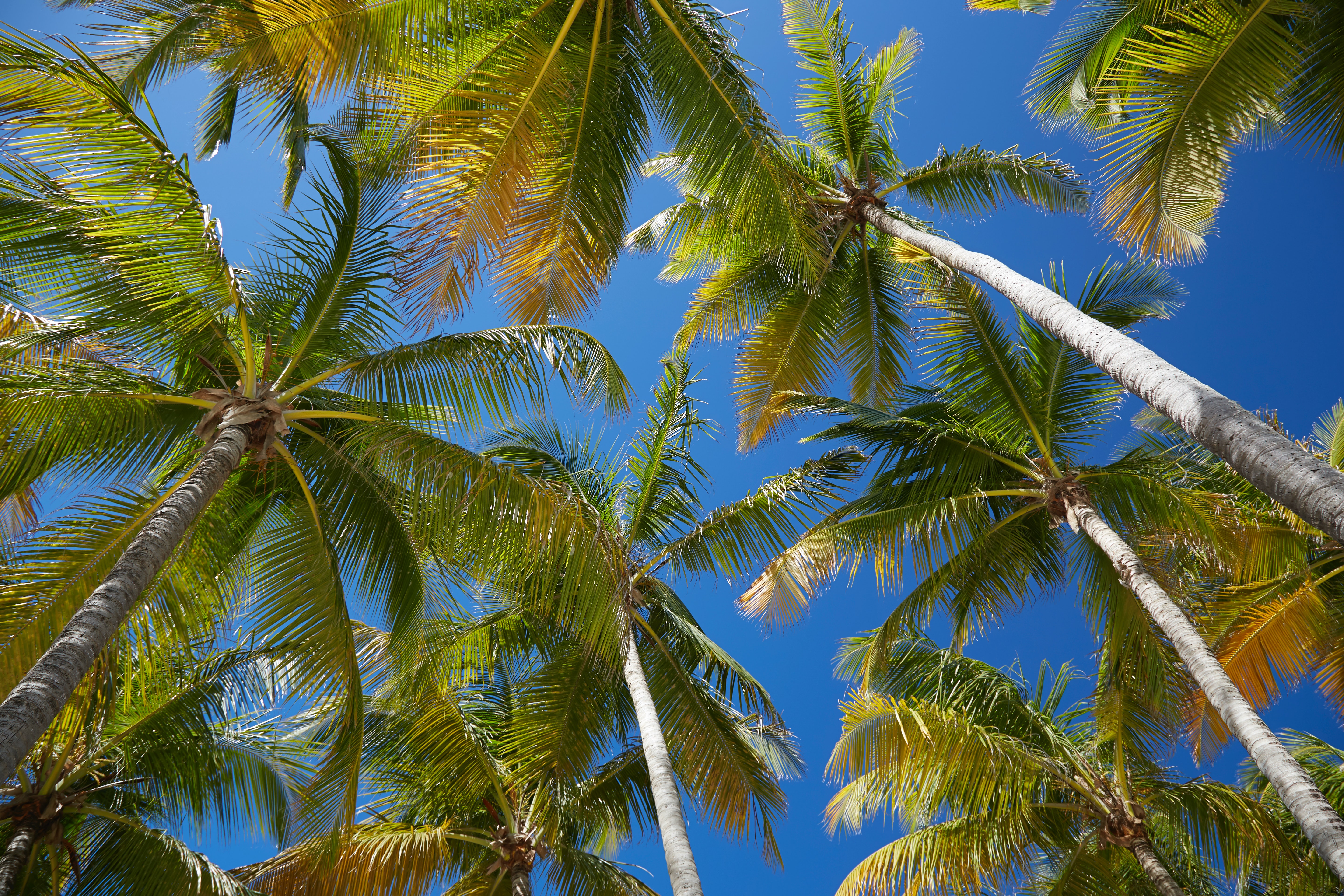 A la découverte d’une perle des antilles: la Guadeloupe