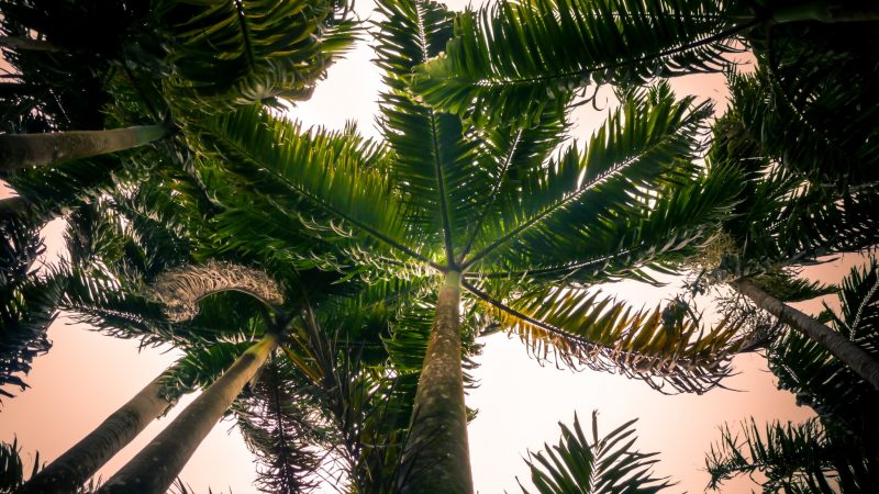 Road trip en Martinique, les incontournables de l’île aux fleurs