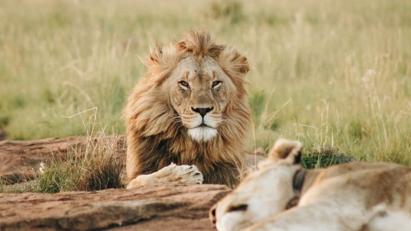 La Tanzanie, l’une des meilleures destinations pour un safari