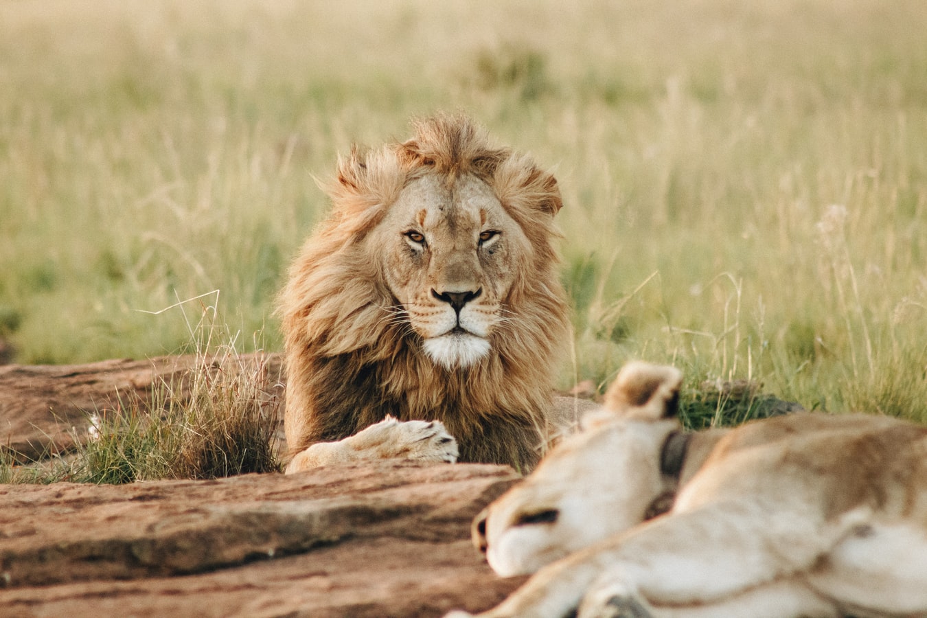 La Tanzanie, l’une des meilleures destinations pour un safari